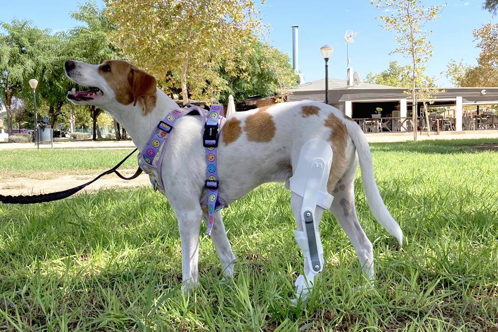 Arti2 Férula articulada animales