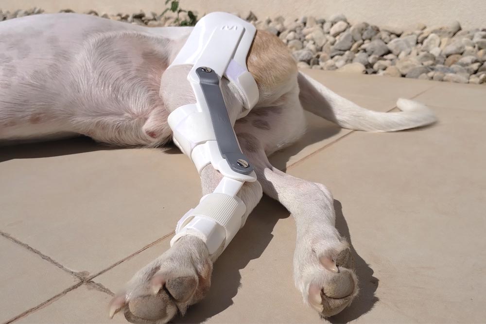 Arti3 Férula articulada perro