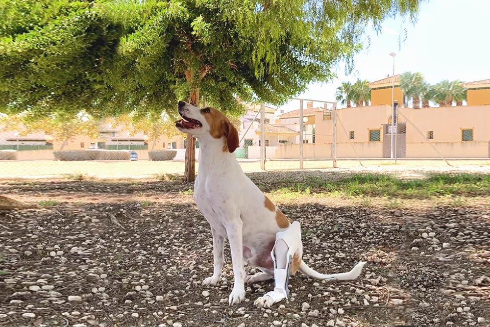 Arti4 ortopedia veterinaria