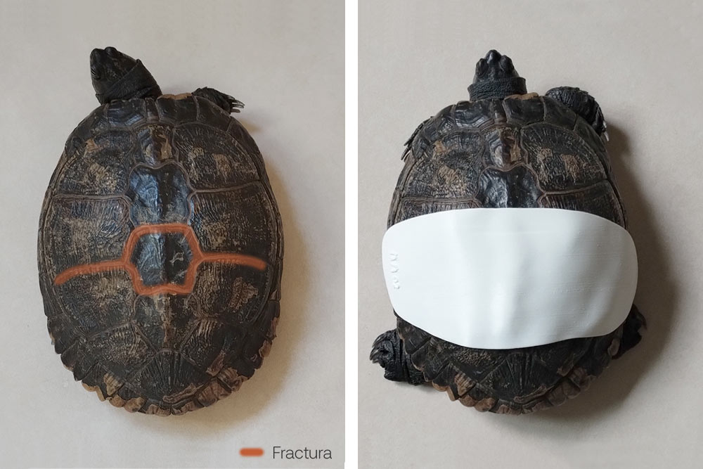 FracturaCaparazon1 Fractura caparazón tortuga
