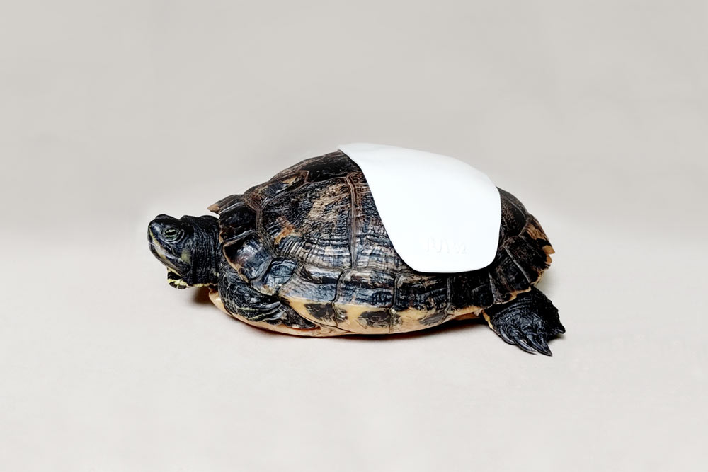 FracturaCaparazon2 Placa caparazón tortuga