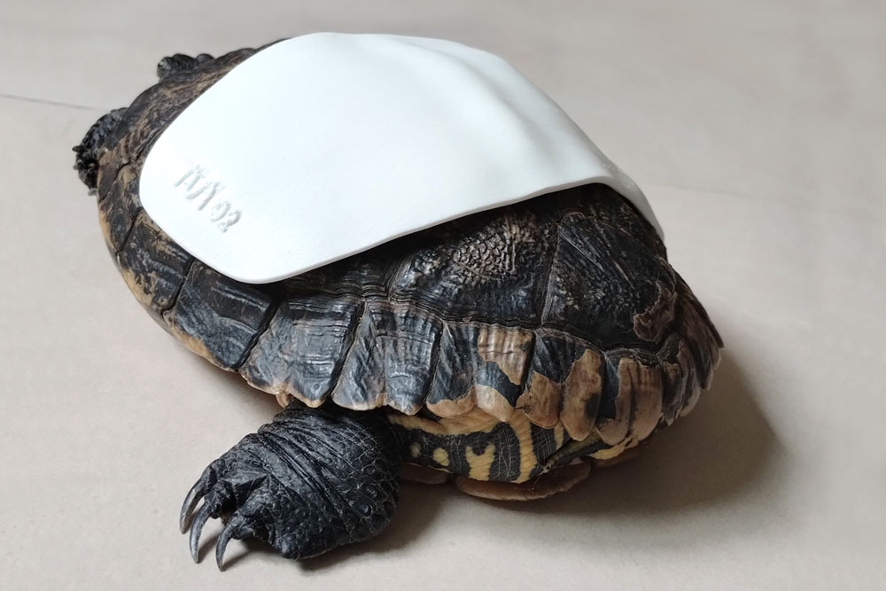 FracturaCaparazon4 ortopedia veterinaria exóticos